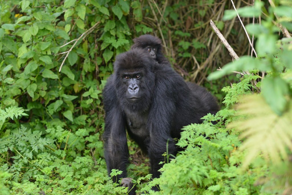 How many gorillas are in Rwanda in2025/2026?